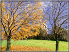 foto Colline Marosticane in Autunno